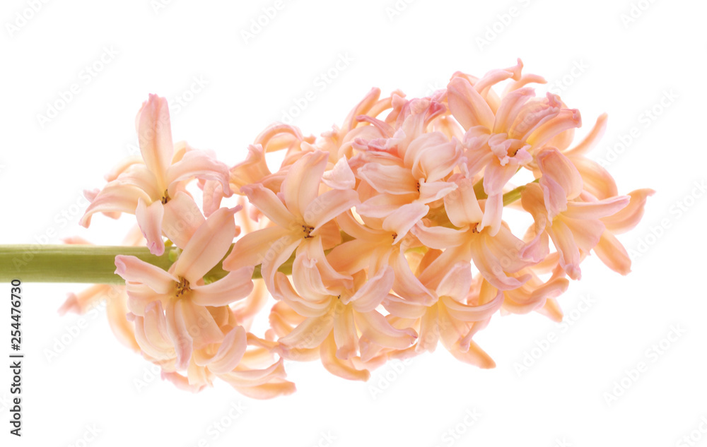 Gentle pink hyacinth.