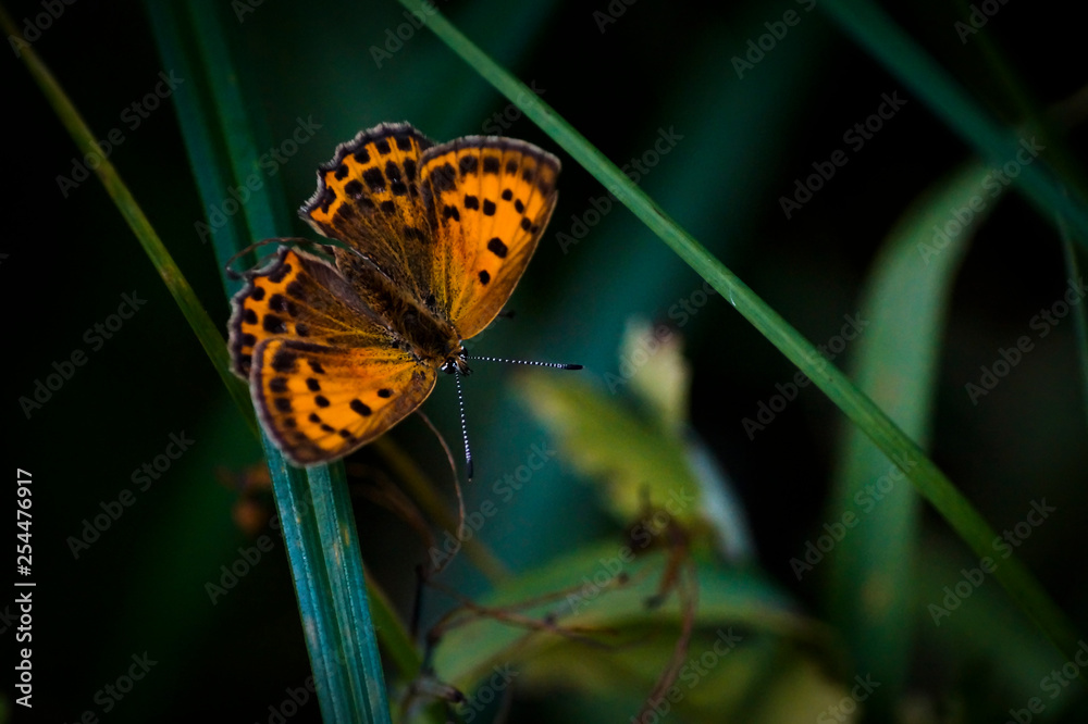 Obraz premium motyl