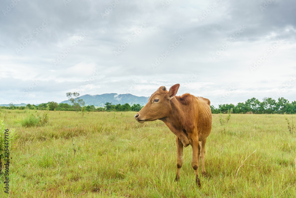 Brown cow on the field in the province of Xiangkhoang, Laos. Brown cow on the field in the province of Xiangkhoang, Laos.