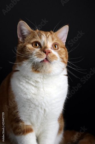 Funny Portrait of Happy Smiling Ginger Cat Gazing with opened Mouth and big eyes on Isolated Black Background