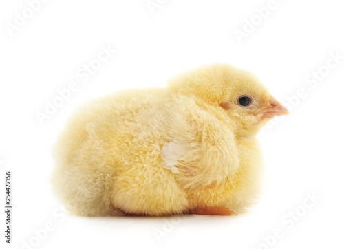 One little chicken. photo