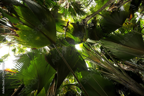 Fototapeta Naklejka Na Ścianę i Meble -  Palmen Dschungel Seychellen