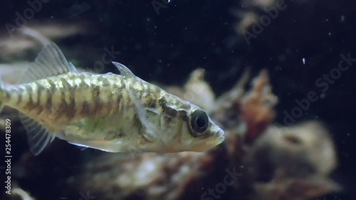 Dreistachliger Stichling,  three-spined stickleback, Gasterosteus aculeatus