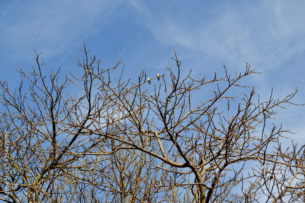 tree sticks dry season tree sticks dry season