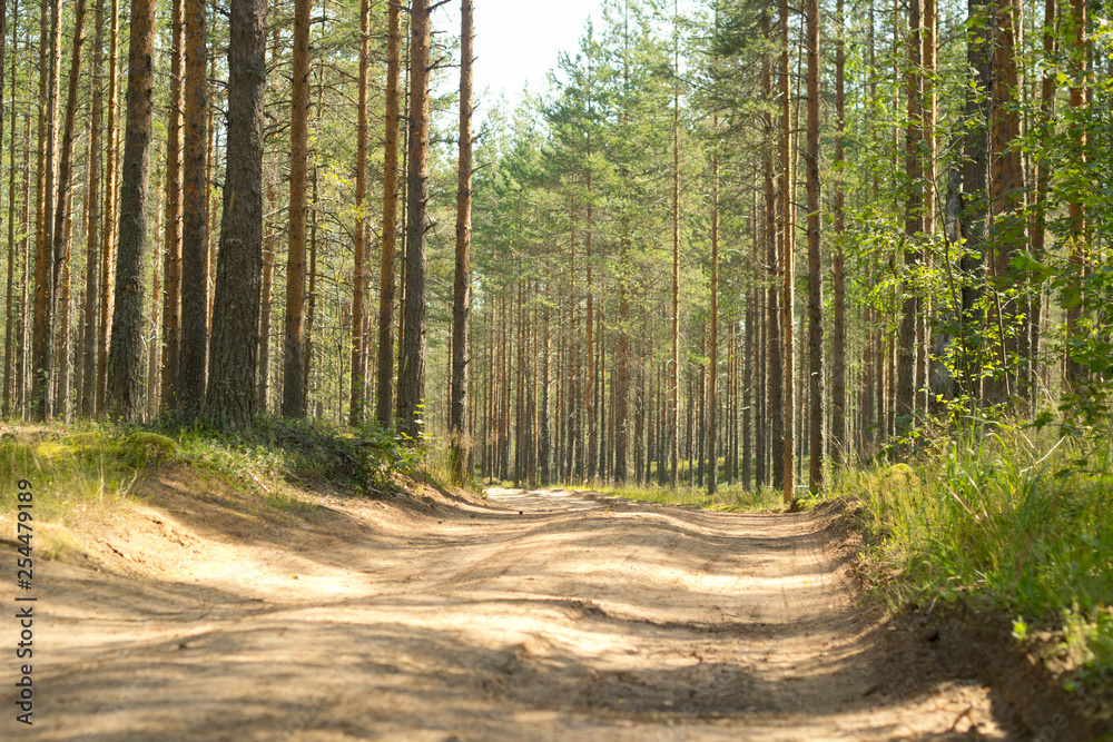 Fototapeta premium Pine forest. Beautiful morning view and sun rays in the pine forest.