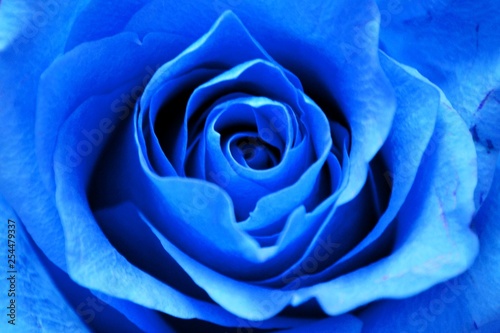 Blue rose close up