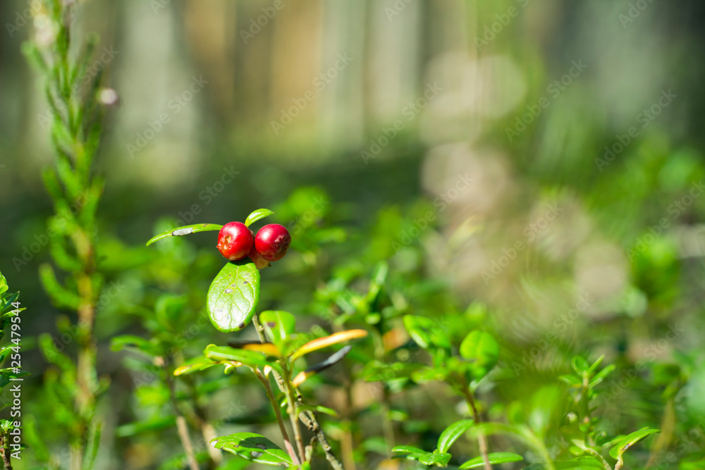 Red berries of cowberry in the forest. Red berries of cowberry in the forest.