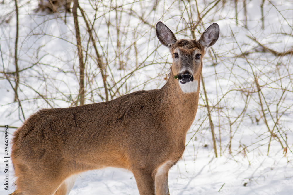 White tailed deer (Odocoileus virginianus) eating yew in the winter in suburban Southeast Michigan, USA.