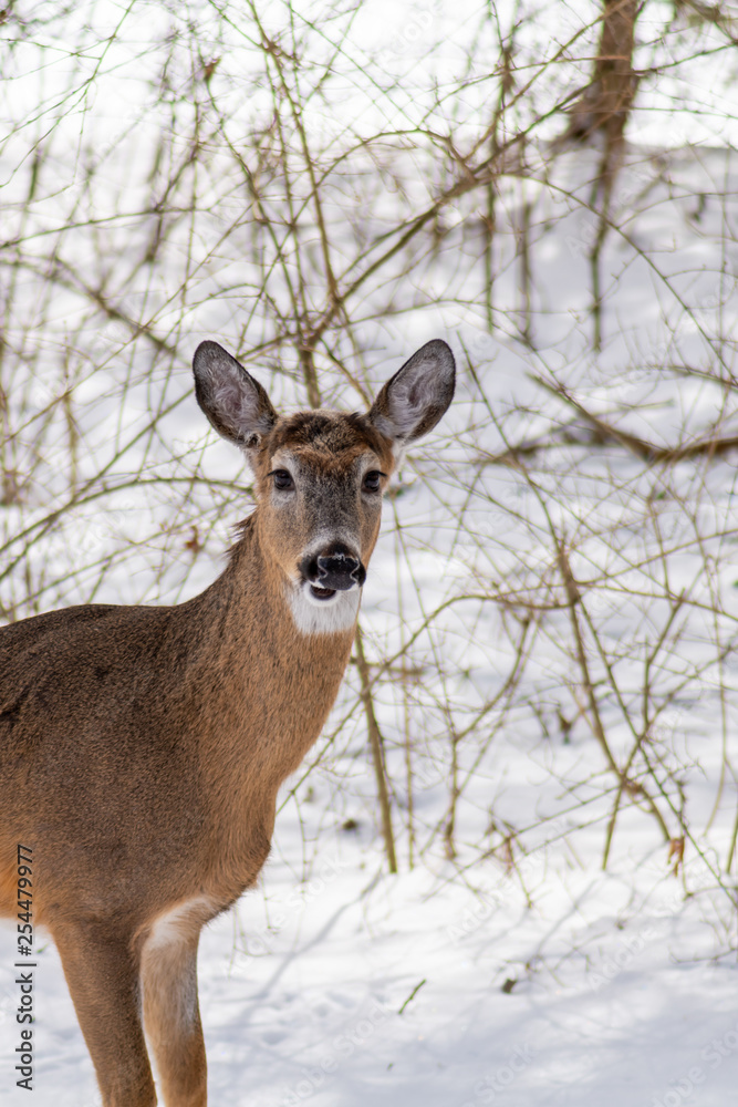 White tailed deer (Odocoileus virginianus) in the winter in suburban Southeast Michigan, USA. White tailed deer (Odocoileus virginianus) in the winter in suburban Southeast Michigan, USA.