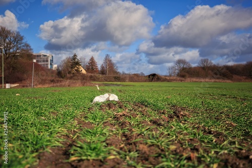 Plastic pollution on an acre with wheat crops photo