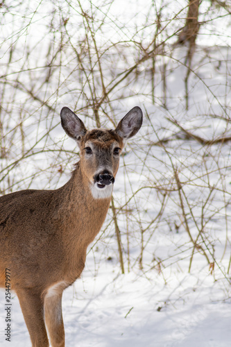 White tailed deer (Odocoileus virginianus) in the winter in suburban Southeast Michigan, USA.