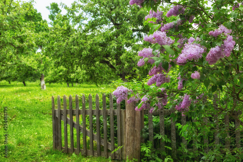 Fototapeta Naklejka Na Ścianę i Meble -  Lilac flowering bush near the wooden fence