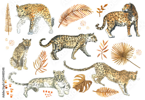 Fototapeta Naklejka Na Ścianę i Meble -  Leopard,jaguar cat animal  set with tropical golden leaves