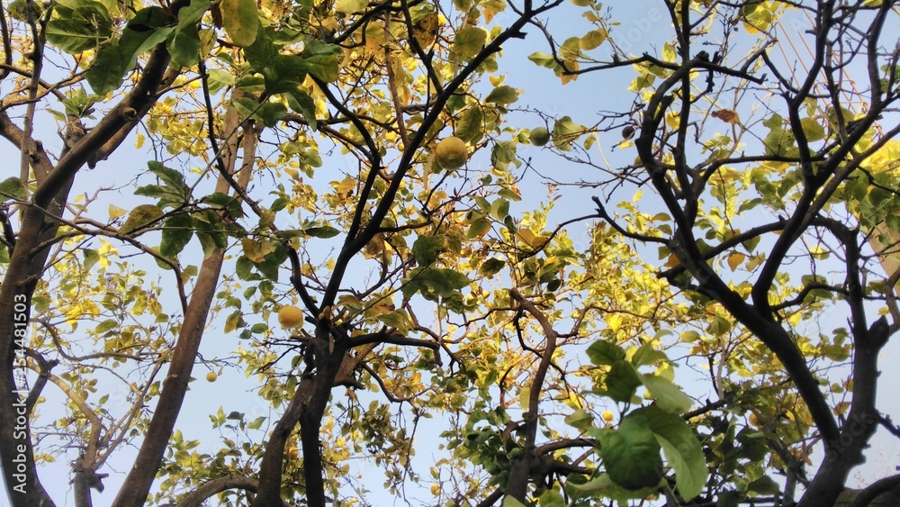 Fototapeta premium lemon Tree (photo 02).