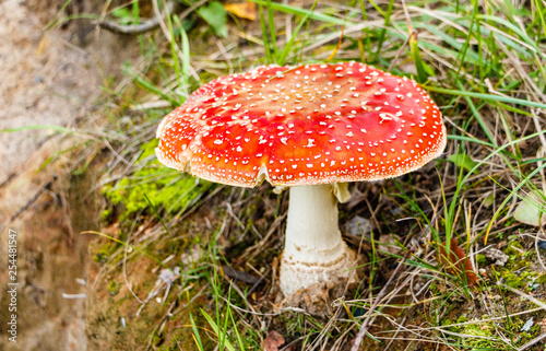 Lonely fly agaric in a forest glade.