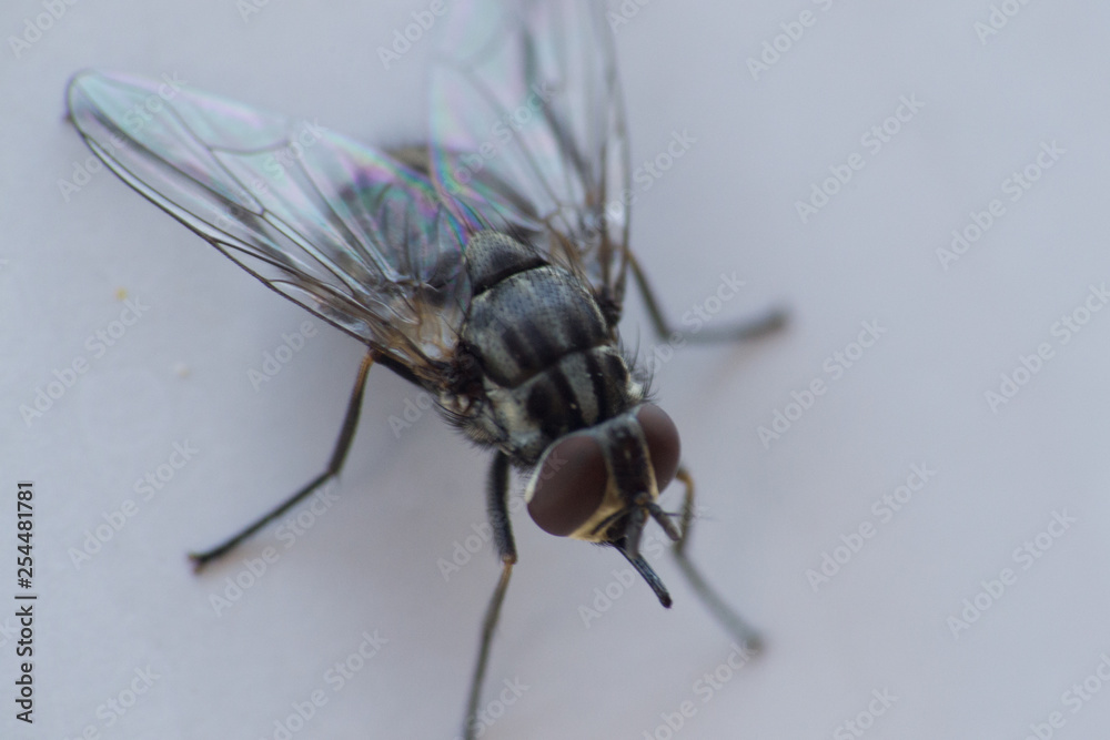 Obraz premium mouche