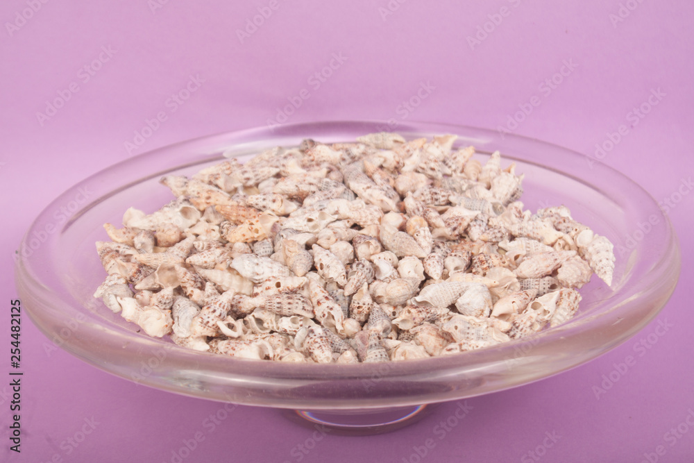 sea shells on a purple background sea shells on a purple background
