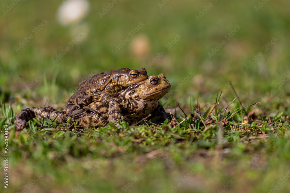 Crapaud Crapaud