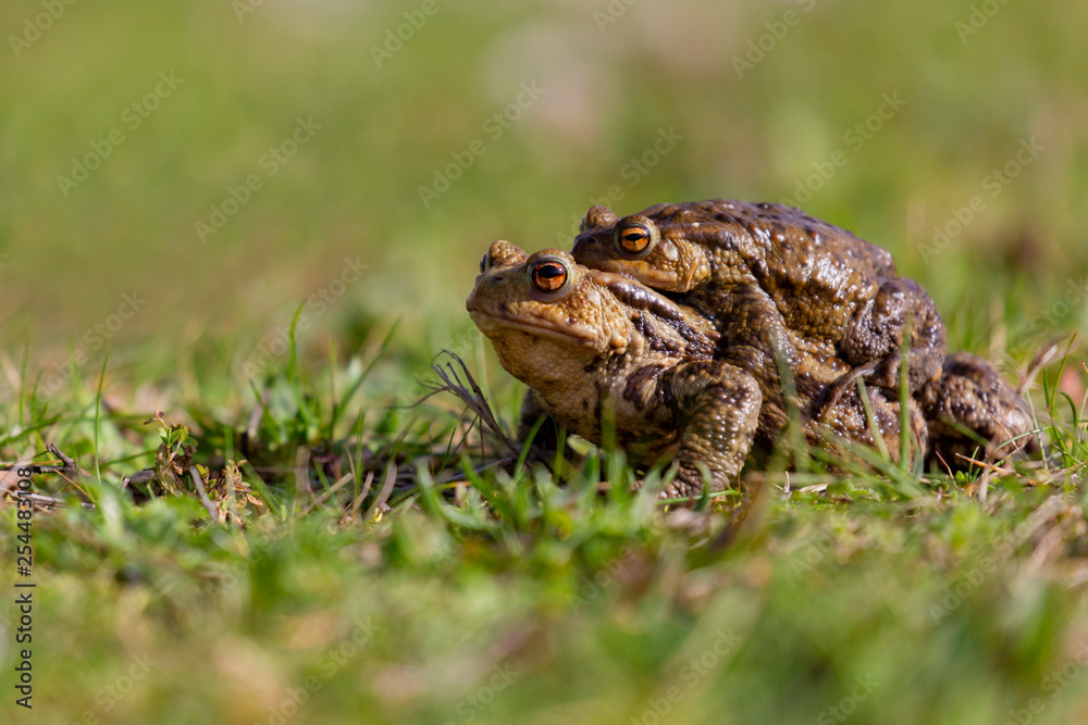 Crapaud Crapaud