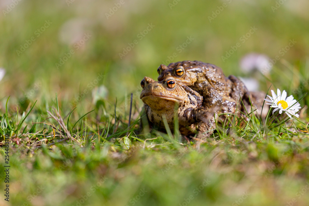 Fototapeta premium Crapaud