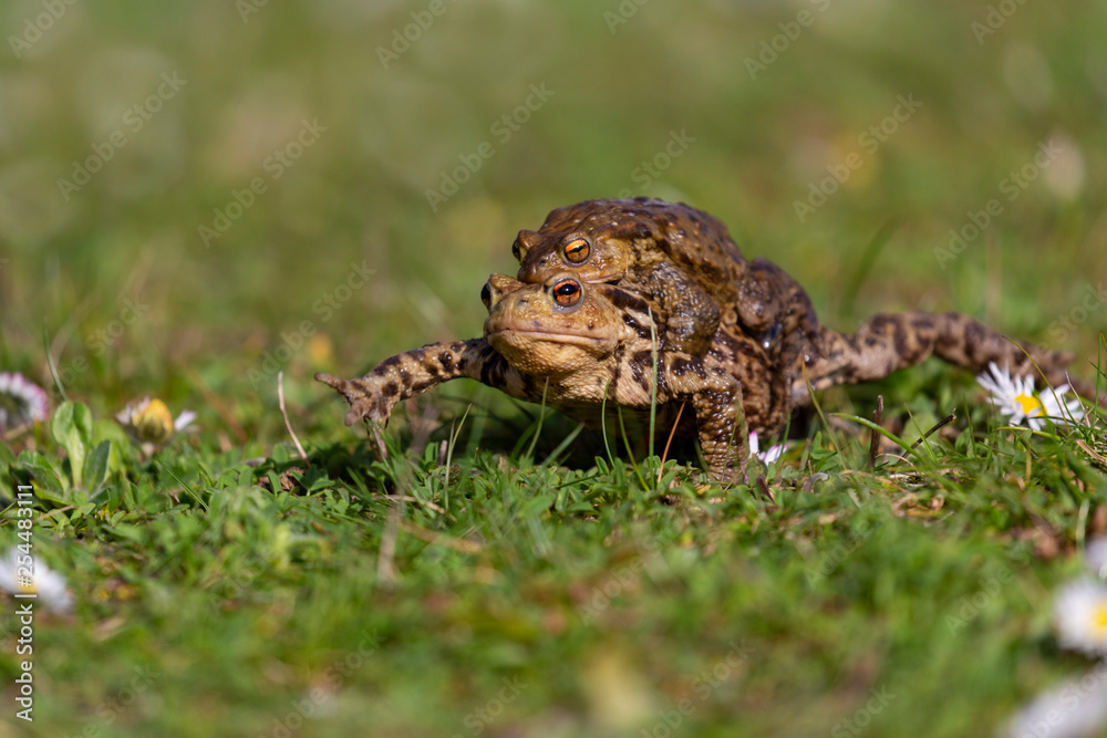 Fototapeta premium Crapaud