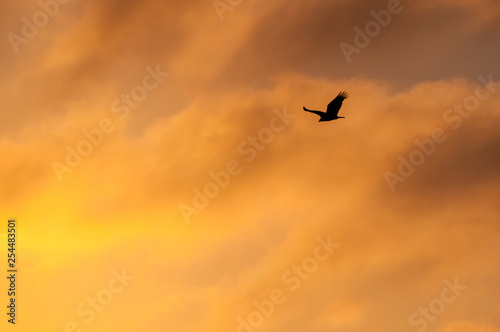 Eagle flying during sunset
