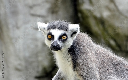 small animal Lemur © petrle