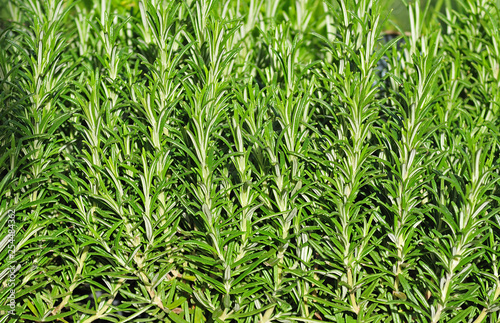 green needles of rosemary plants