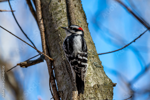 Male Downy Woodpecker (Dryobates pubescens) perched on a tree in the winter in Michigan, USA.