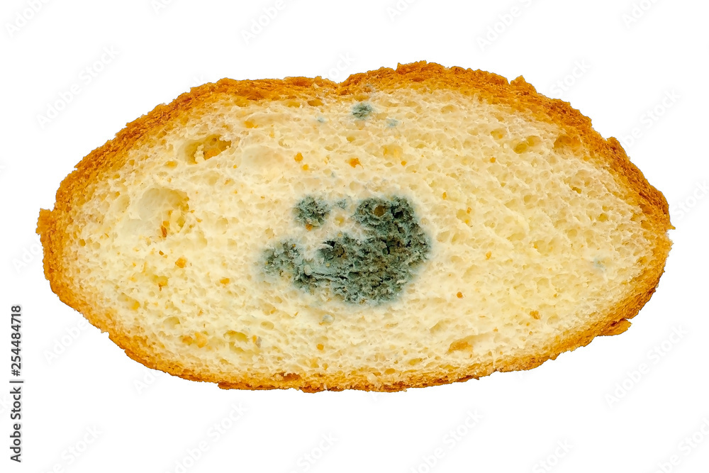 Mouldy bread, Penicillium fungal mold inside bread