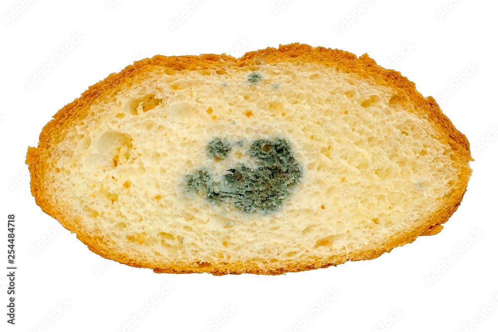 Mouldy bread, Penicillium fungal mold inside bread Mouldy bread, Penicillium fungal mold inside bread