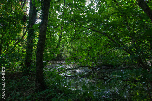 Wald mit Teich