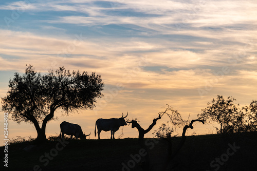Tree Silhouettes in the Italian countryside 