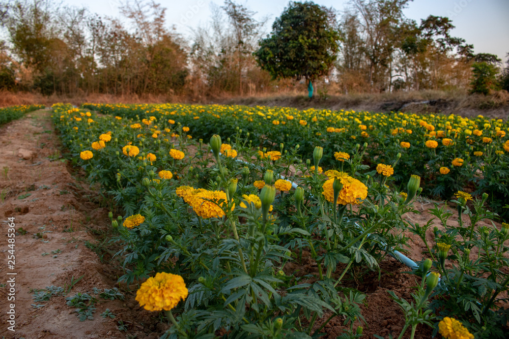 Obraz premium Beautiful natural scenery