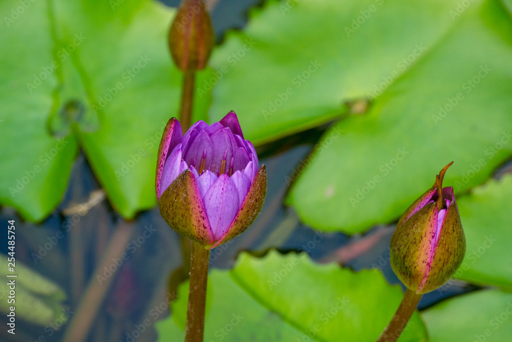 lotus in pond lotus in pond