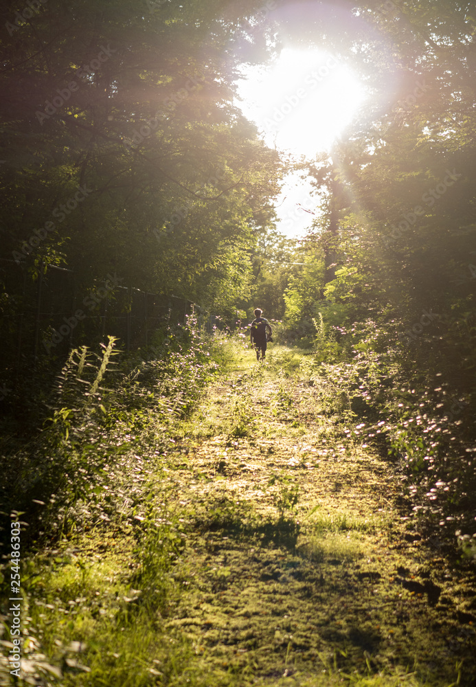 Fototapeta premium rays of sun in the forest