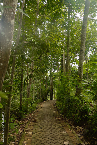 Narrow path leading to the jungle.