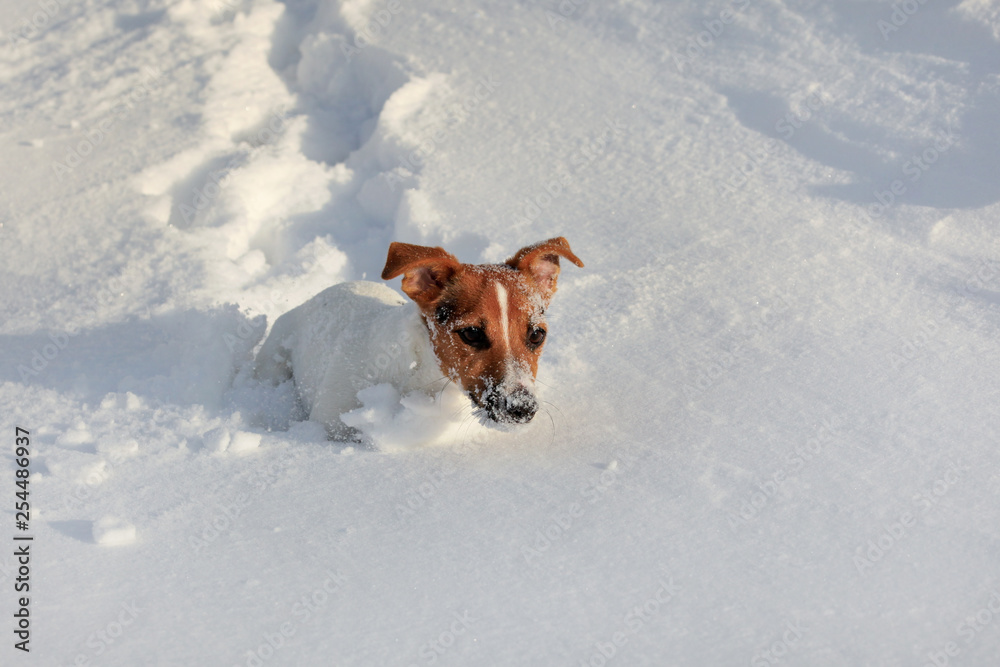 Small Jack Russell terrier running in deep snow, her face white from ice crystals.