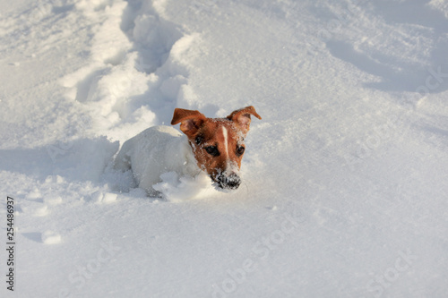 Fototapeta Naklejka Na Ścianę i Meble -  Small Jack Russell terrier running in deep snow, her face white from ice crystals.