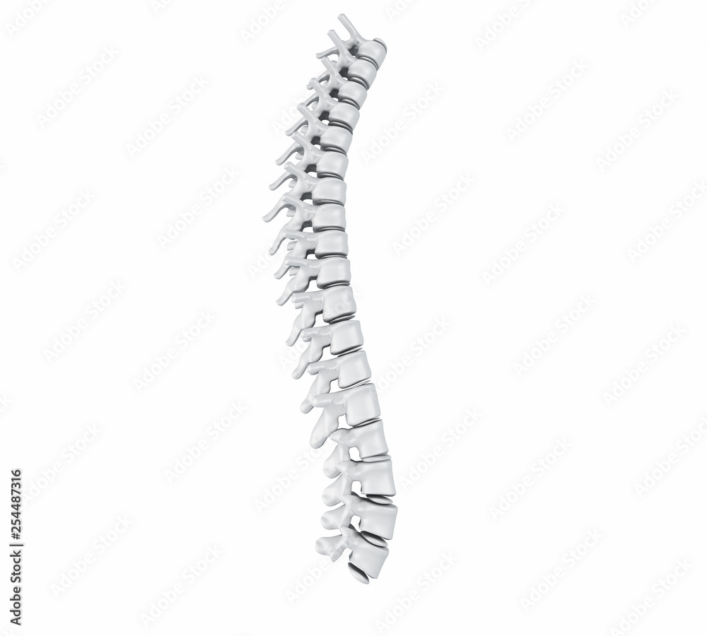3d Human Spine 3d Human Spine