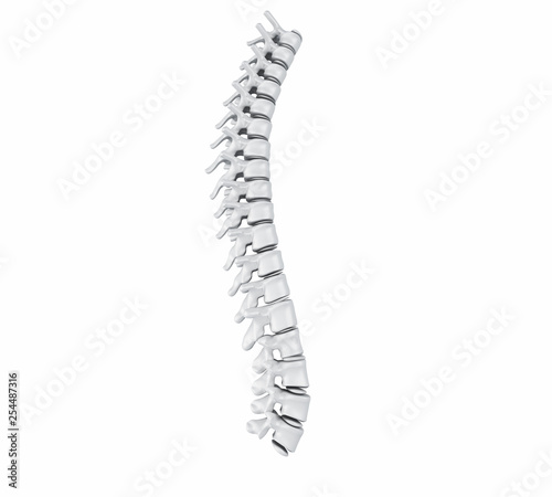 3d Human Spine
