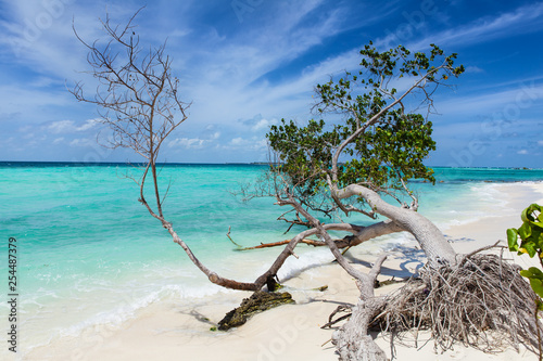 Fototapeta Naklejka Na Ścianę i Meble -  broken palm tree on the beach after tsunami