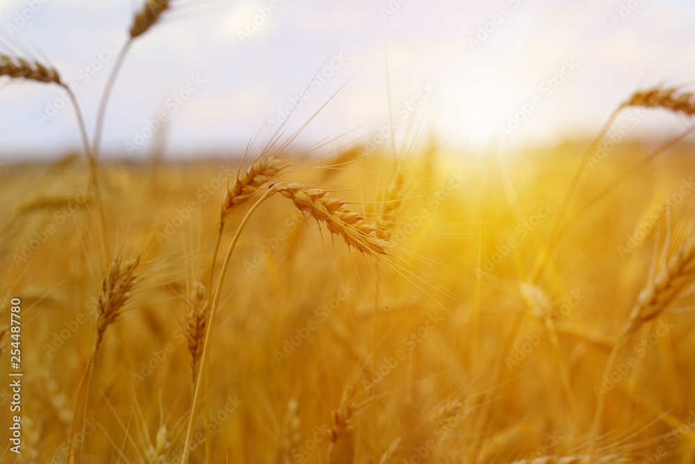 Wheat field. Ears of golden wheat close up. Beautiful Nature Sunset Landscape. Rural Scenery under Shining Sunlight. Wheat field. Ears of golden wheat close up. Beautiful Nature Sunset Landscape. Rural Scenery under Shining Sunlight.