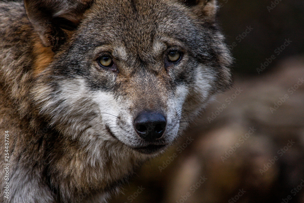 Wolf - Augenkontakt