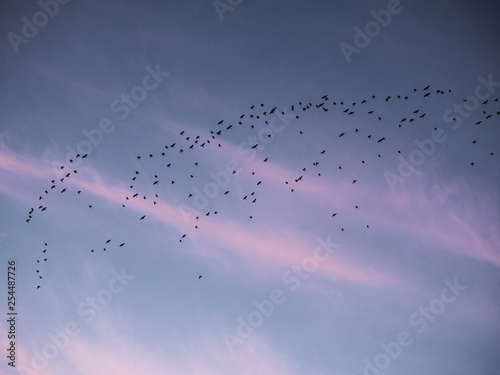 Birds