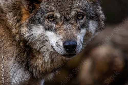 Wolf - Augen