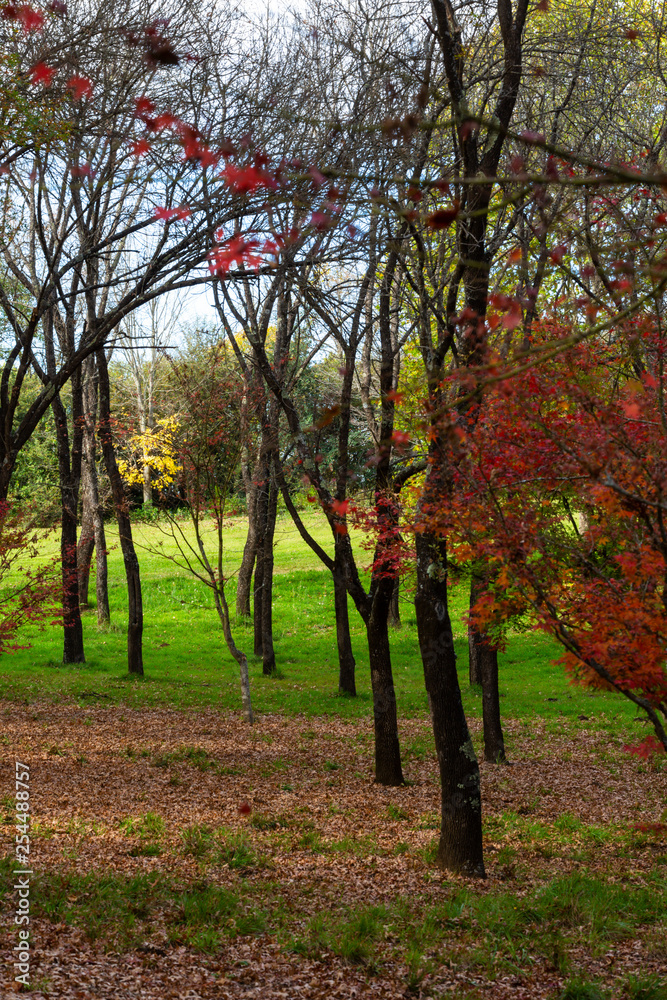 Red colored autumn leaves