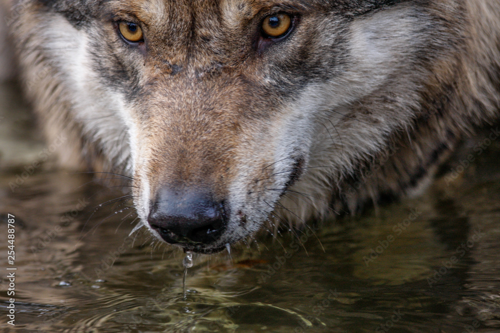 Wolf an Wasserstelle