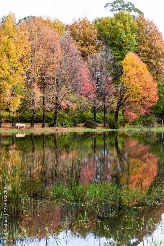 Autumn colored trees next to the water Autumn colored trees next to the water