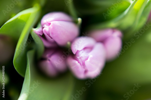 Beautiful bouquet of many small violet tulips Tulipa for celebration